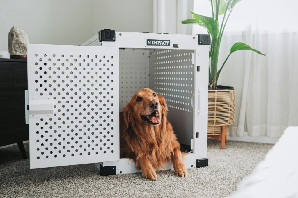 Golden Retriever relaxing in a high-quality dog crate in a bright living room.